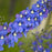 Delphinium, Guardian Blue