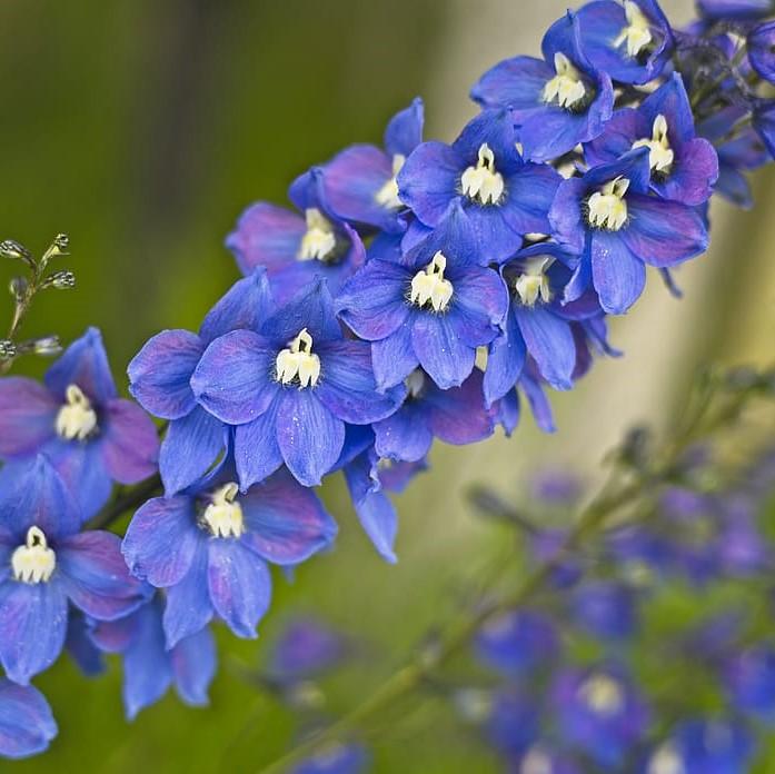 Delphinium, Guardian Blue