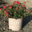 Rose, Red Drift® Rose