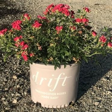 Rose, Red Drift® Rose