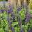 Baptisia, PW® Decadence® Sparkling Sapphires False Indigo
