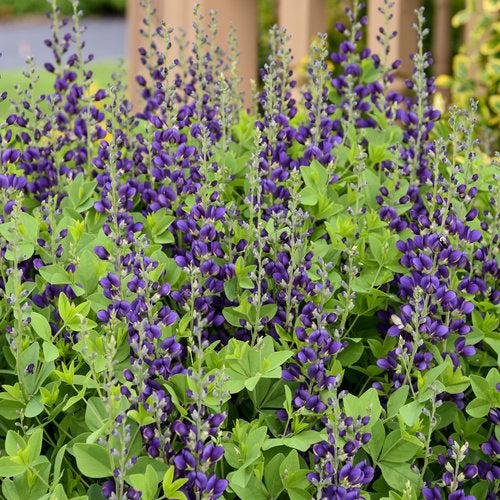 Baptisia, PW® Decadence® Sparkling Sapphires False Indigo