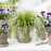 Sedge, Evercolor® Eversheen Variegated Sedge