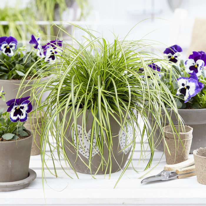 Sedge, Evercolor® Eversheen Variegated Sedge