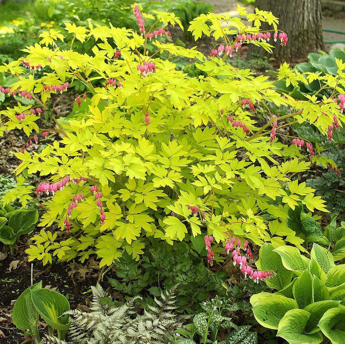 Bleeding Heart, Gold Heart Bleeding Heart