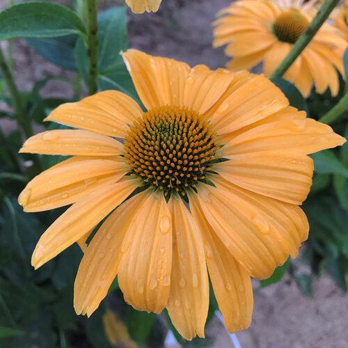 Coneflower, Color Coded® One in a Melon Echinacea