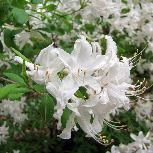 Azalea, Swamp Azalea