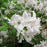 Azalea, Swamp Azalea