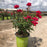 Rose, Double Knock Out® Rose