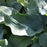 Hosta, Elegans Hosta
