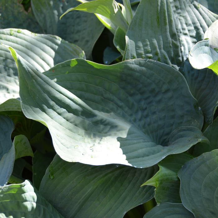 Hosta, Elegans Hosta
