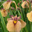 Iris, Yarai Pseudata Iris