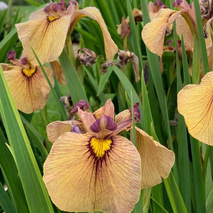 Iris, Yarai Pseudata Iris