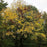 Walnut Tree, Black Walnut