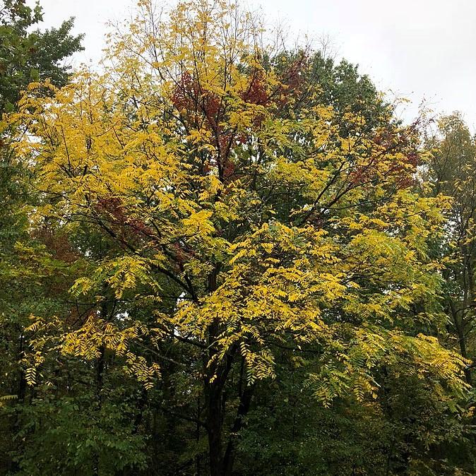 Walnut Tree, Black Walnut
