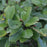Fothergilla, Blue Mist Fothergilla