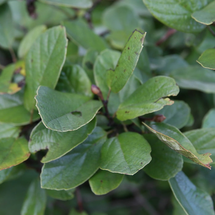 Fothergilla, Blue Mist Fothergilla