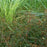 Loosestrife, Burgundy Mist Loosestrife