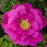 Rose, Lotty's Love Rose