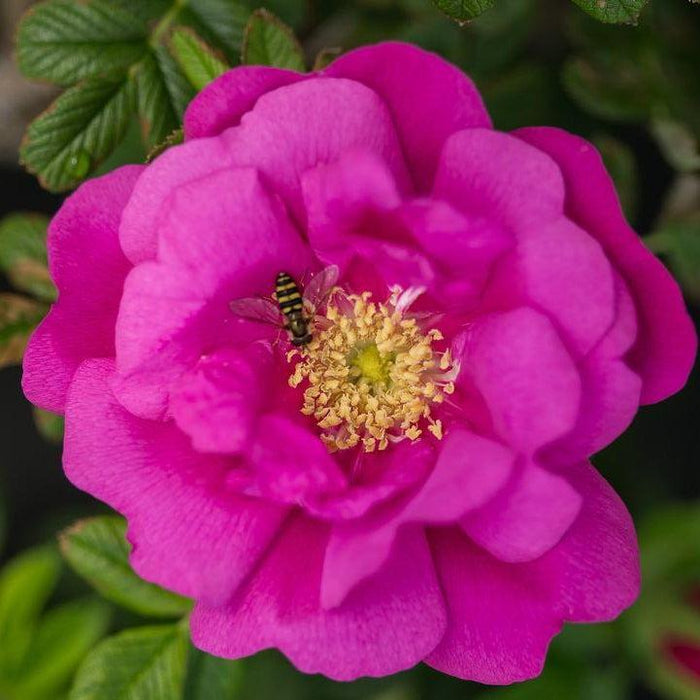 Rose, Lotty's Love Rose