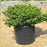 Ilex crenata 'Soft-Touch'  - Soft Touch Japanese Holly
