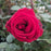 Rose, Mister Lincoln Hybrid Tea Rose