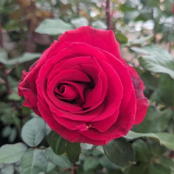 Rose, Mister Lincoln Hybrid Tea Rose