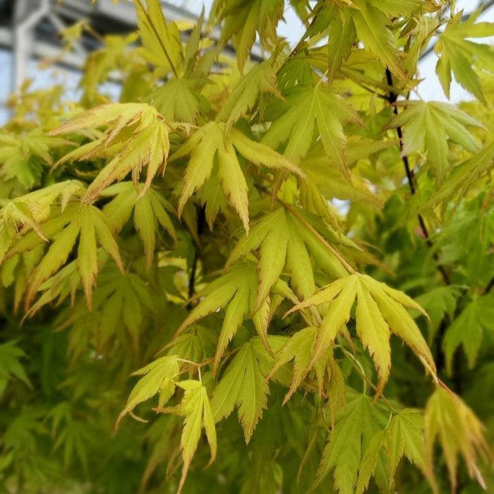 Maple, Orange Dream Japanese Maple