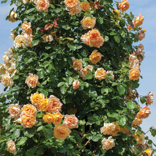 Rose, Garden Sun Climbing Rose
