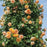 Rose, Garden Sun Climbing Rose