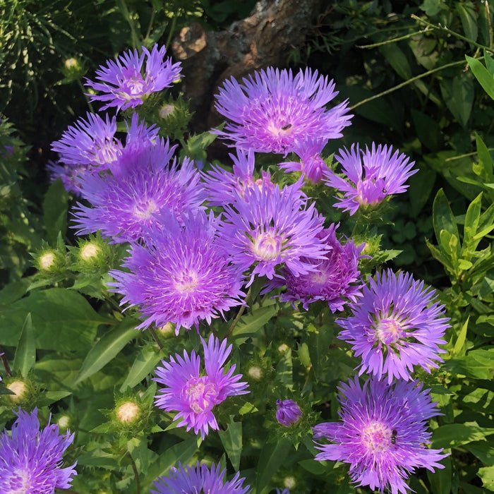 Aster, Mel's Blue Stokes' Aster