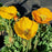 Poppies, Garden Gnome Poppies