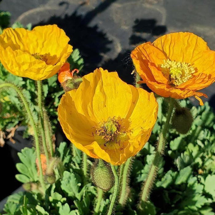 Poppies, Garden Gnome Poppies