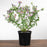 Aster, Raydon's Favorite Aromatic Aster