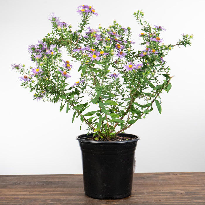 Aster, Raydon's Favorite Aromatic Aster