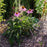 Coneflower, Ruby Star Echinacea