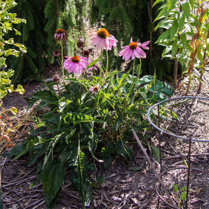 Coneflower, Ruby Star Echinacea