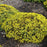 Sedum 'Yellow Brick Road’  - Rock 'N Low™ Yellow Brick Road Stonecrop