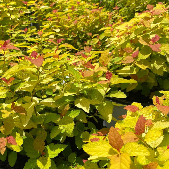Spirea, Double Play® Candy Corn® Spirea