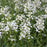 Beardtongue, White Beardtongue