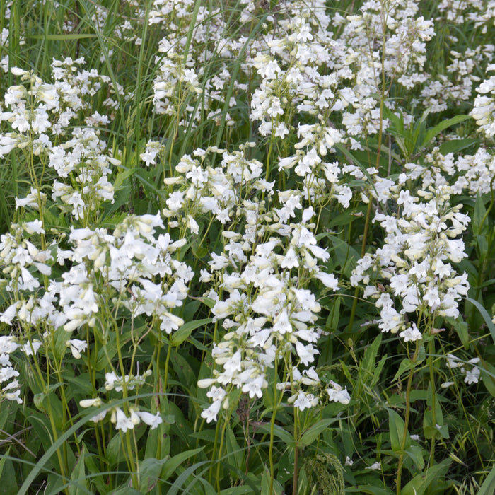 Beardtongue, White Beardtongue