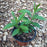 Phlox, Jeana Garden Phlox