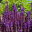 Salvia, Perpetual Purple™ Meadow Sage