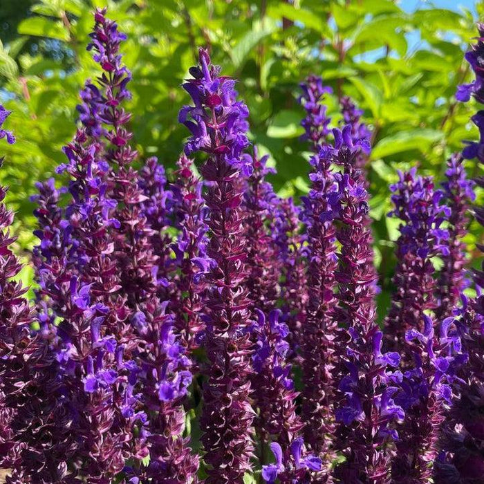 Salvia, Perpetual Purple™ Meadow Sage