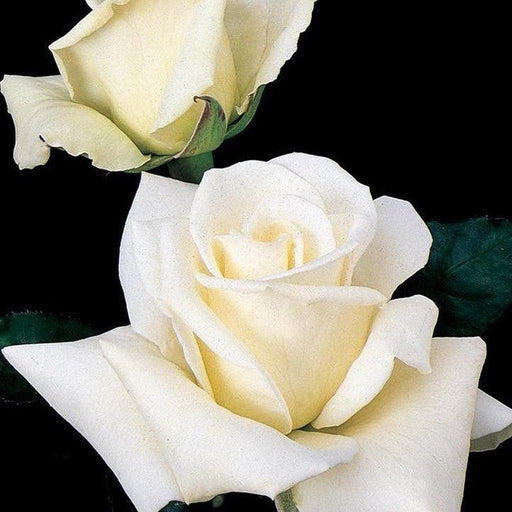 Rose, John F. Kennedy Hybrid Rose
