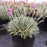 Dianthus, Firewitch Dianthus, Cheddar Pink