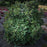 Fothergilla, Dwarf Fothergilla