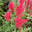 Astilbe, Fanal Astilbe