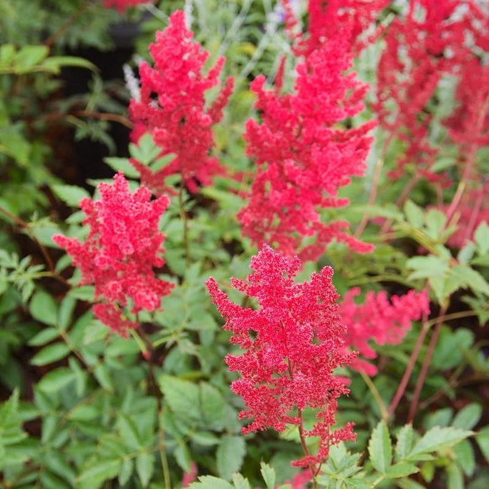 Astilbe, Fanal Astilbe