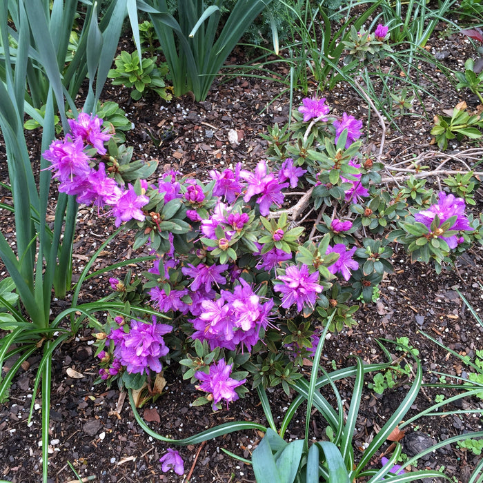Rhododendron, Purple Gem Rhododendron